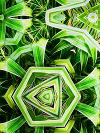 Full frame shot of plants