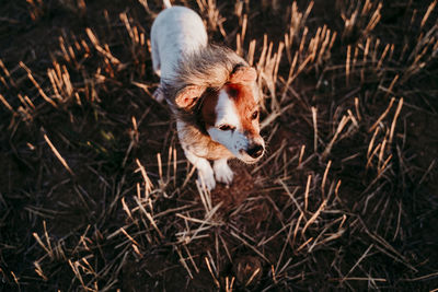 High angle view of dog on field