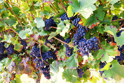 Grapes growing in vineyard