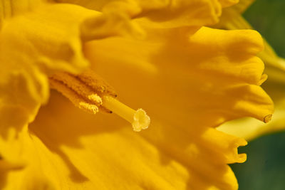 Close-up of yellow flowering plant