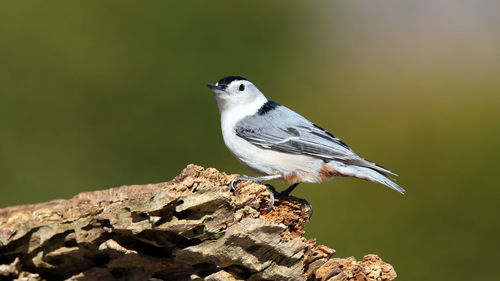 Close-up of bird perching on rock