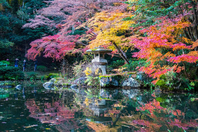 Trees by lake during autumn