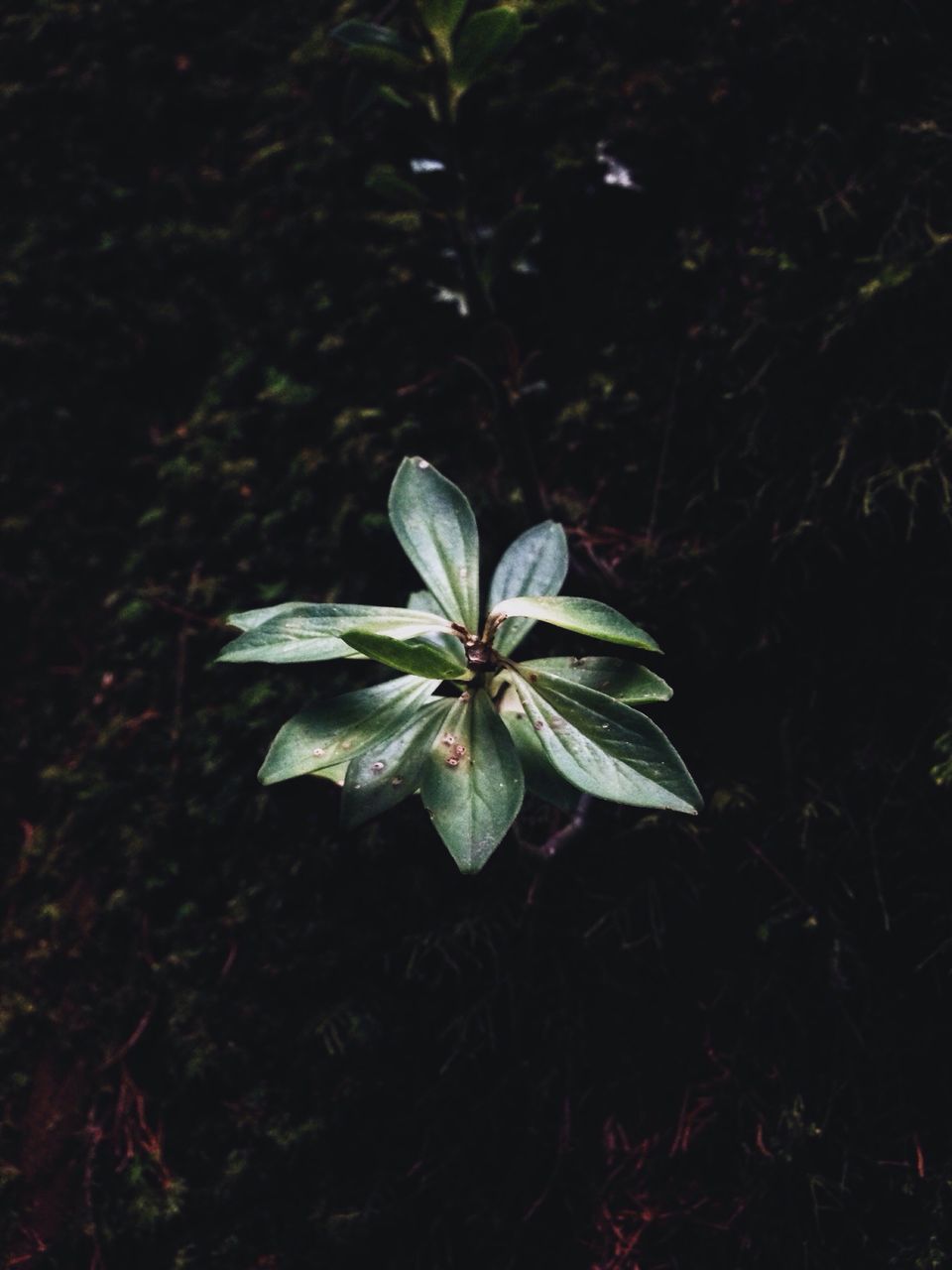 flower, growth, freshness, fragility, plant, leaf, petal, beauty in nature, nature, close-up, flower head, high angle view, blooming, white color, in bloom, stem, night, single flower, no people, outdoors