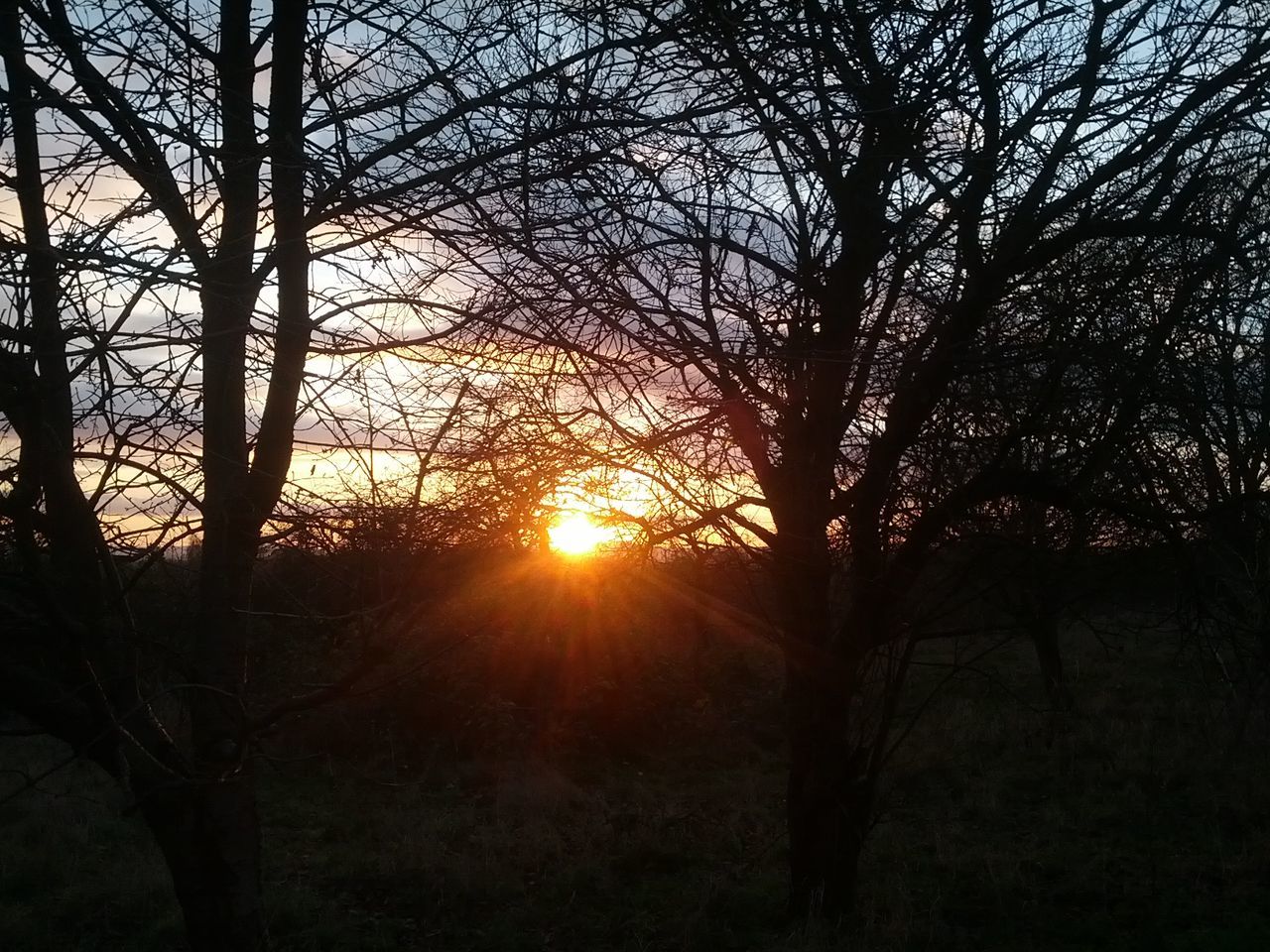 sun, sunset, silhouette, tree, tranquility, bare tree, tranquil scene, scenics, branch, beauty in nature, sunlight, nature, sunbeam, back lit, tree trunk, sky, lens flare, orange color, landscape, idyllic