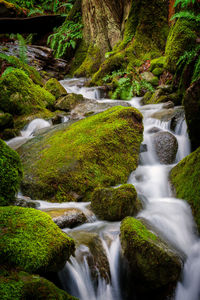 Scenic view of waterfall in forest