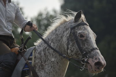 Midsection of a horse