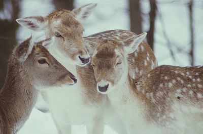 Close-up of deer