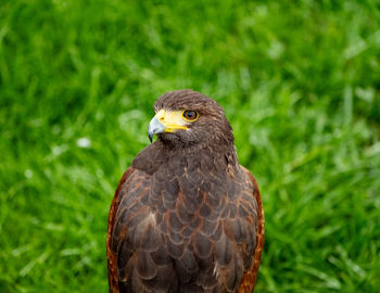 Close-up of bird perching on field