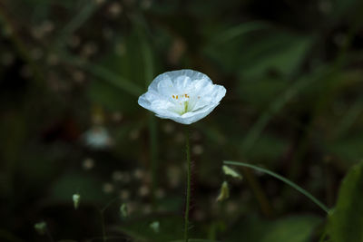 Close-up of raindrops on white flower
