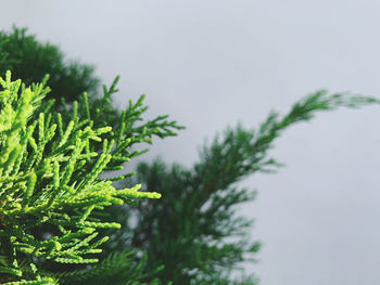 Close-up of pine tree branch against sky