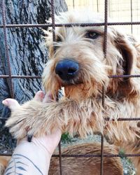 Close-up of hand holding dog