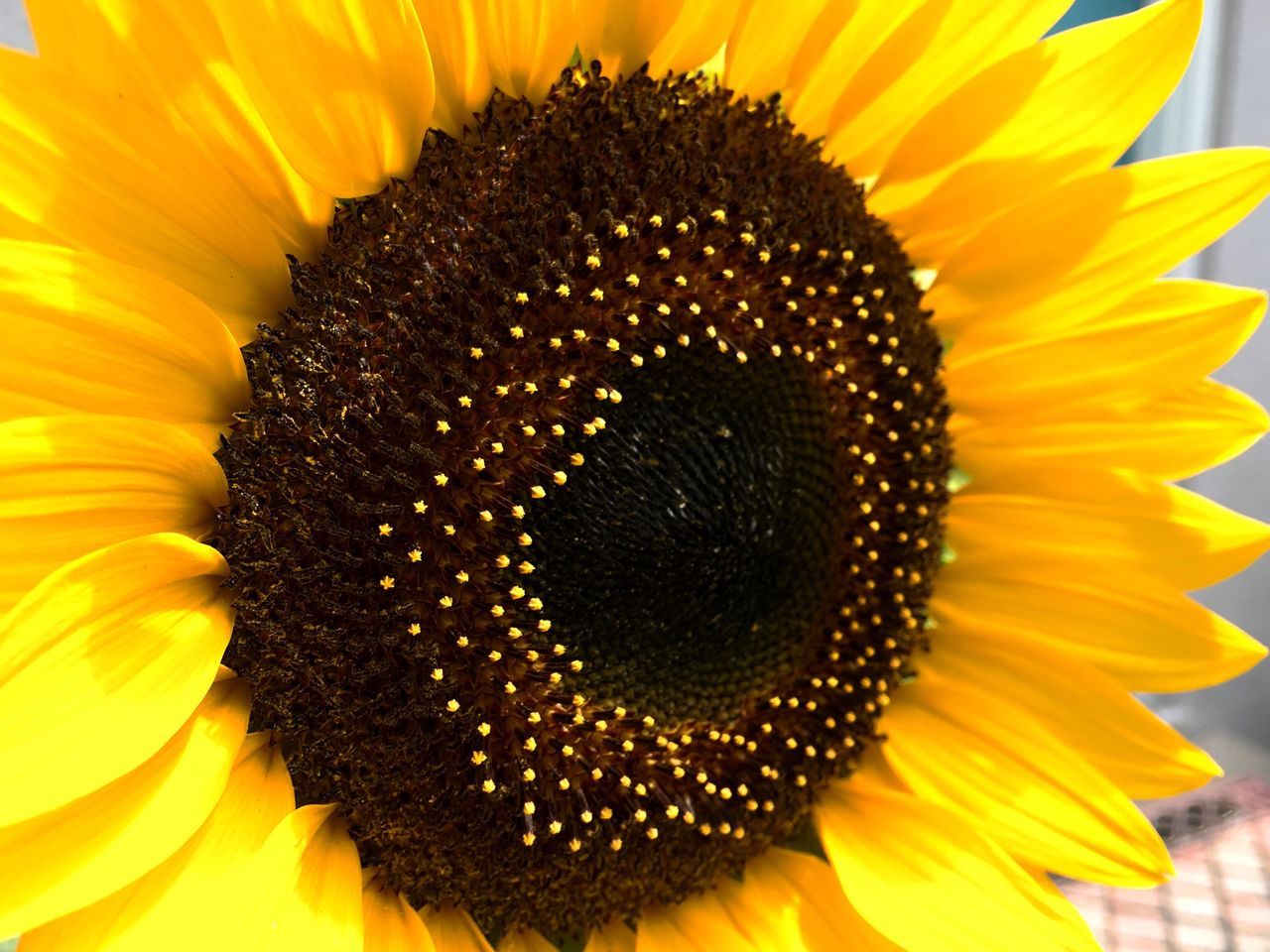 petal, freshness, fragility, flower head, flower, yellow, beauty in nature, close-up, sunflower, pollen, single flower, growth, backgrounds, extreme close-up, nature, macro, stamen, natural pattern, full frame, springtime, vibrant color, blossom, in bloom, day, softness, botany, blooming, no people