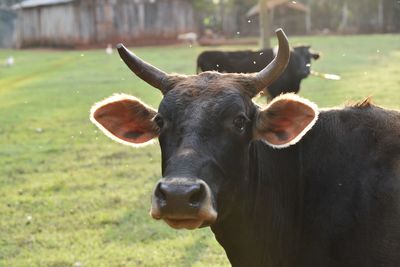 Portrait of cow on field