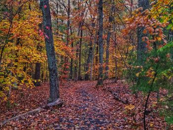 Trees in forest during autumn