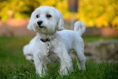 Portrait of dog on grassy field