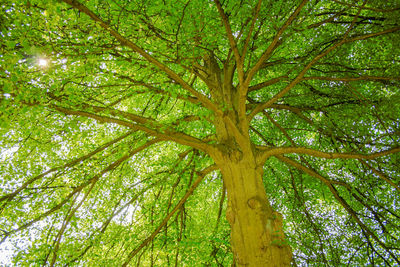 Low angle view of tree in forest