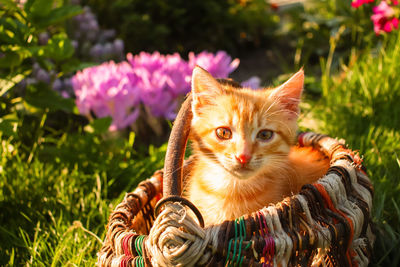 Portrait of cat