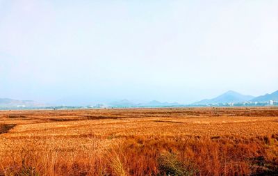 Scenic view of farm against clear sky