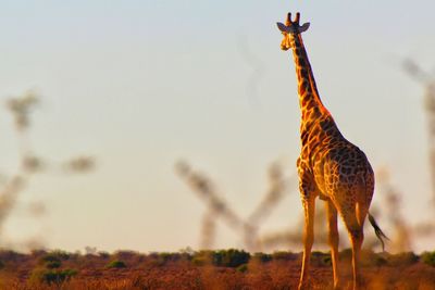 Giraffe in the kalahari in namibia