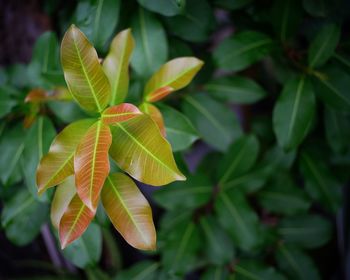 Close-up of maple leaves