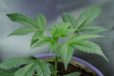 Close-up of potted plant