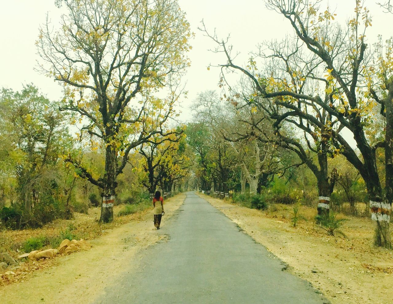 the way forward, tree, transportation, diminishing perspective, road, vanishing point, dirt road, clear sky, country road, tranquility, growth, nature, walking, rear view, tranquil scene, treelined, day, street
