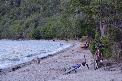 People riding bicycle on road amidst trees in forest