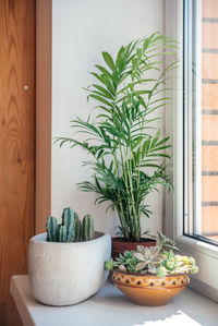 A windowsill with potted cactuses, succulents and leafy plants