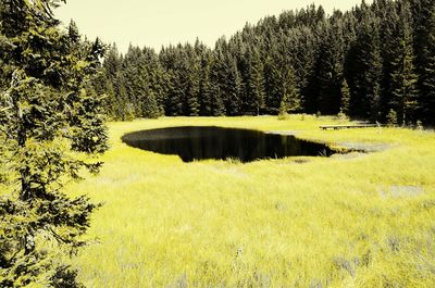 Reflection of trees in water