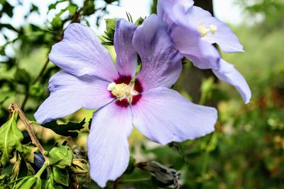 Close-up of purple flowering plant