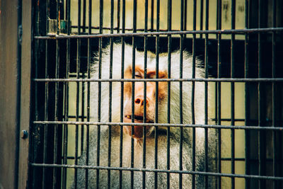 Close-up of bird in cage