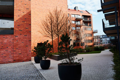 Potted plant against building