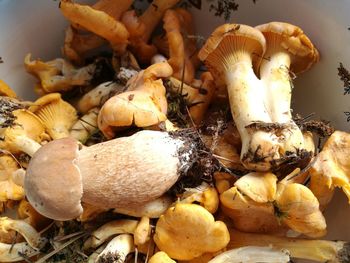 Close-up of mushrooms