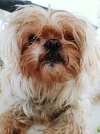 Close-up portrait of a dog