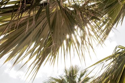 Low angle view of palm tree against sky