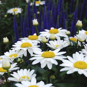 Close-up of white and yellow daisies blooming in garden