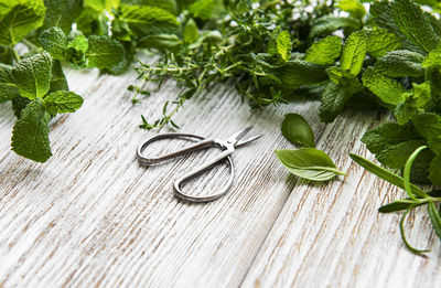 Fresh herbs cut in home garden, on wooden rustic table