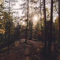 Sunlight streaming through trees in forest