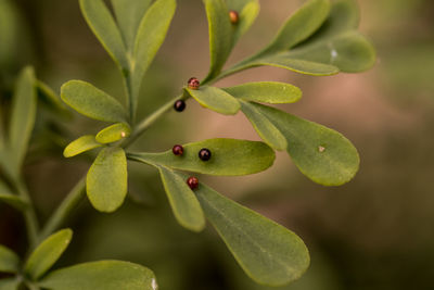 Close-up of fruit on plant