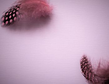 Close-up of peacock feather on table