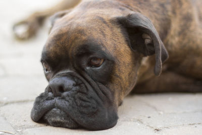 Close-up of dog looking away