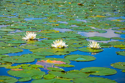 Lotus water lily in lake