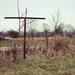 Bare trees on grassy field