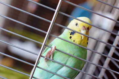 Close-up of parrot in cage