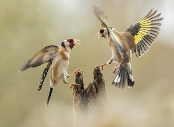 Close-up of bird flying against blurred background