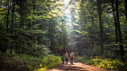 Rear view of two people walking in forest