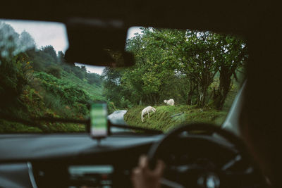 Sheep in forest seen through car windshield