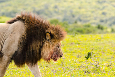 Side view of lion on field