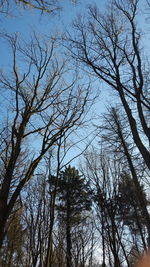 Low angle view of bare trees against sky