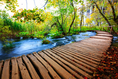 Scenic view of lake in forest